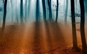 Forest 2560x1440 4k 5k wallpaper trees sunlight fog autumn