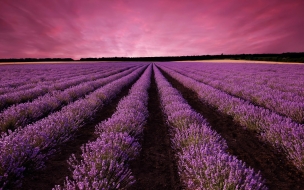 Lavender 2560x1440 field sky mountain provence france europe 5k