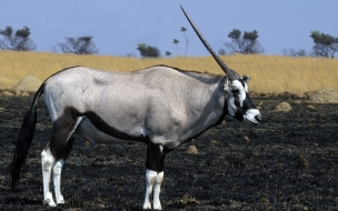 Antilope solitario