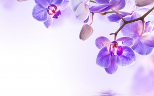 Orchid 2560x1440 flower 4k