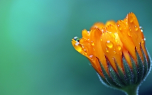 Salendula marigold 2560x1440 5k 4k wallpaper flower drop macro