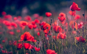 Poppy 2560x1440 red flower summer 4k 5k