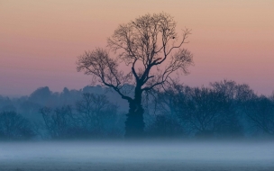 Tree 2560x1440 sunrise fog 5k