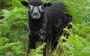 oveja negra