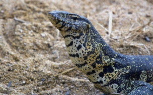 lagarto de comodo