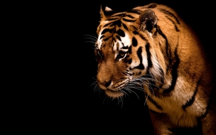 Fondo de pantalla tigre timido