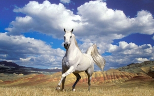 caballo blanco corriendo