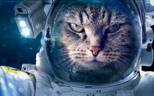 Astronaut 2560x1440 funny animals cat 5k