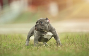 Puppy 2560x1440 funny animals 5k