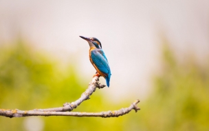 Kingfisher 2560x1440 bird 5k