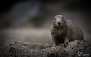 marmota