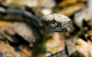 cabeza de serpiente