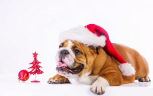 Christmas 2560x1440 new year dog cute animals 4k