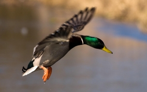 pato volando