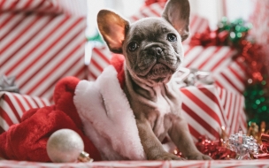 Christmas 2560x1440 new year puppy cute animals 5k