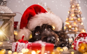 Christmas 2560x1440 new year snow dog cute animals 4k