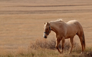 caballo hermoso caminando