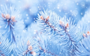 Fir tree 2560x1440 5k 4k wallpaper christmas winter blue