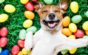 Easter 2560x1440 eggs dog 5k