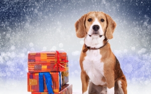 Dog 2560x1440 cute animals christmas new year 5k