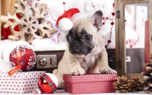 Puppy 2560x1440 cute animals christmas new year 4k