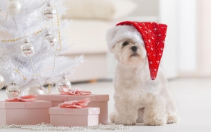 Puppy 2560x1440 christmas new year fir tree