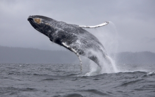 Ballena jorobada