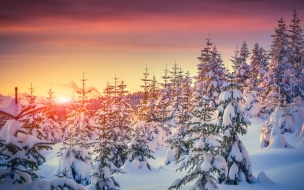 Pines 2560x1440 5k 4k wallpaper 8k snow sunset winter