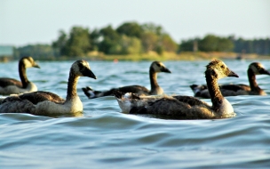 patitos nadando