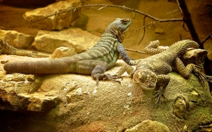 iguanas de desierto