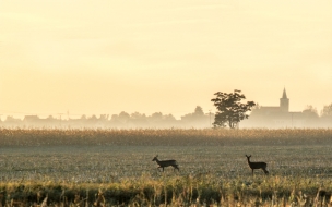 paisaje hermoso con venados