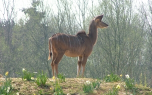 llama solitaria