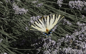 mariposa hermosa