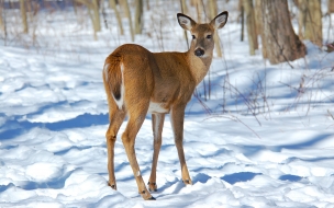 venado en la nieve