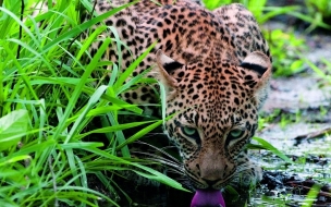 Fondo de pantalla jaguar tomando agua