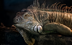 iguana enojada