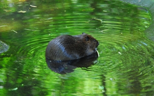 Castor comiendo