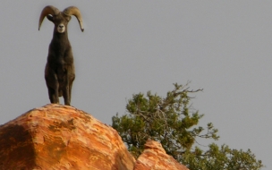 Carnero en una roca