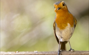 Robin Birds Animals Wallpaper