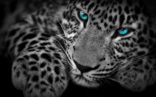 Fondo de pantalla leopardo ojos azules