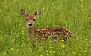 Venado en campo