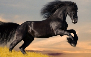 Hermoso caballo negro