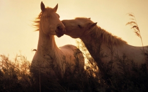 caballos enamorados