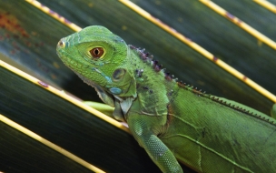 Iguana