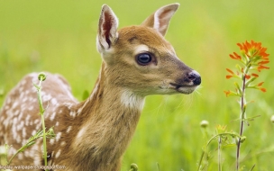 Venado hermoso