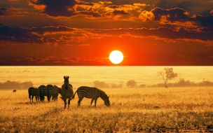 Animals Wild Zebra at Sunset Wallpapers