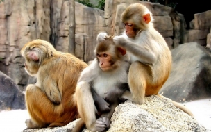 Monitos jugando