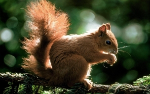 ardilla comiendo