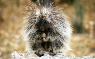 Baby Porcupine Exotic Animals