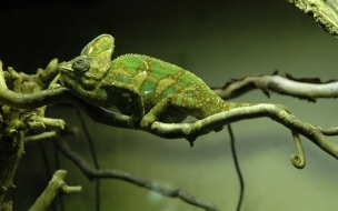 Chameleon (Exotic Animals Wallpapers)